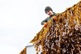 Seaweed being farmed. 