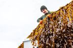 Seaweed being farmed. 