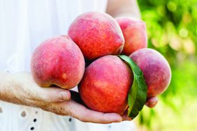 Hands holding five fresh Georgia peaches