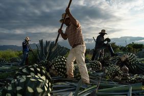 Farmers are working on cutting the agave plant.