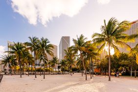 A beach in Miami with palm trees and skyscrapers in the background 