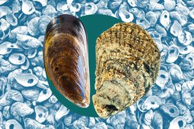 A mussel and an oyster shell in a photo composite over a background of old oyster shells. 