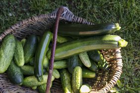 A basket with zucchini and cucumbers.