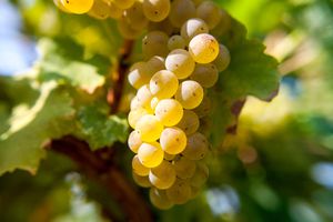 Riesling grapes in autumn harvest